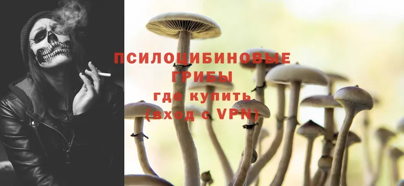 Псилоцибиновые грибы Cubensis  где можно купить   Кимры 